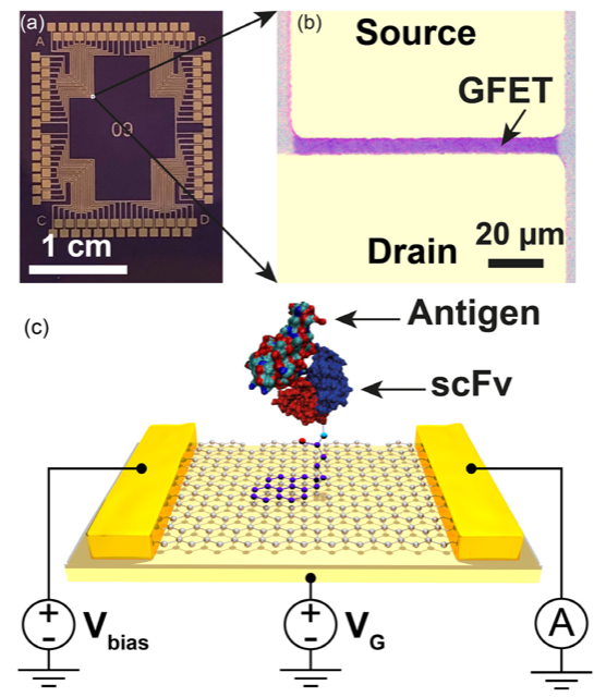 Graphene transistor arrays functionalized with genetically engineered antibody fragments for Lyme disease diagnosis