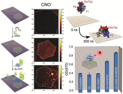 Modular Functionalization of Crystalline Graphene by Recombinant Proteins: A Nanoplatform for Probing Biomolecules