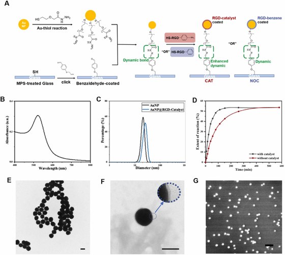 Catalysis-mediated dynamic ligand presentation regulates mechanosensing-metabolism coupling of stem cells