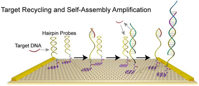 Detection of Sub-fM DNA with Target Recycling and Self-Assembly Amplification on Graphene Field Effect Biosensors